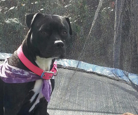 Big black dog with a pink scarf