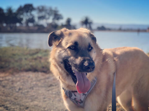 Tan shepheard with tounge hanging out, on the beach.