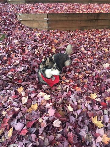 Black and white dog with a red bandana on sitting in a pile of colorful leaves 
