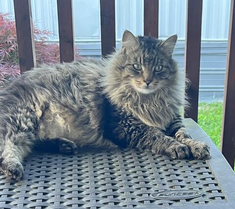 Black and brown cat sitting on a bench outside 