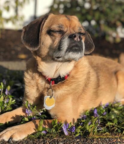 Small brown dog laying in the sun
