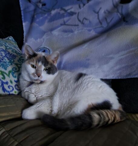 Small white cat laying on the couch