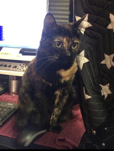 Black and gold cate (Lucy)