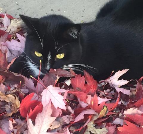 Black cat laying in a pile of brightly colored leaves