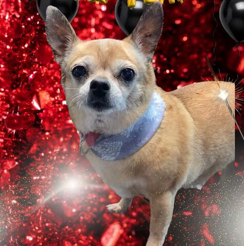 Small, light brown dog in front of a sparkly red and black background