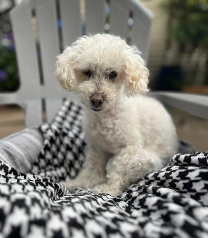 Small white dog sitting on a patterned blanket outside