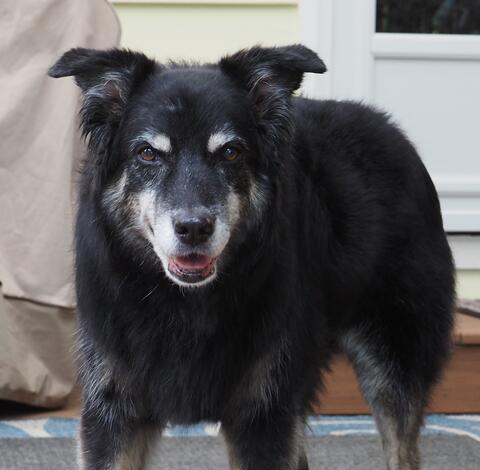 Black dog with white patches around face standing in front of a house