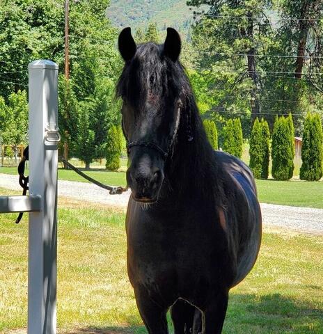 Dark brown horse standing outside in some shade in the grass