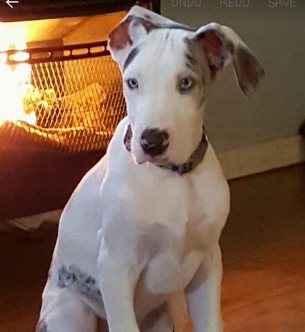 White dog with black and brown spots sitting in front of a fireplace