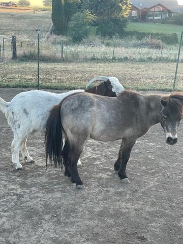 Miniature horse and boer goat in a field