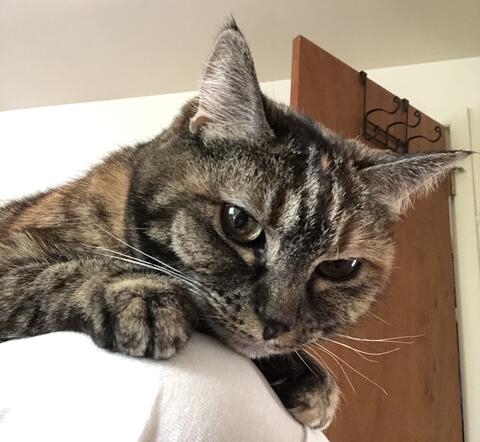 Brown cat with dark brown stripes looking at the camera