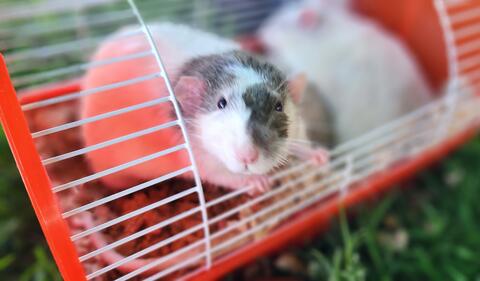 Small white rat with a brown spot over the head sitting inside an open cage 