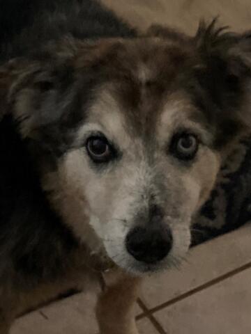 Half Australian Shepherd and half Border Collie with one black eye and one blue eye looking right at the camera. 