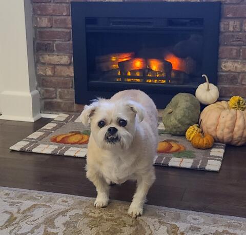 Small white dog standing in front of a fireplace