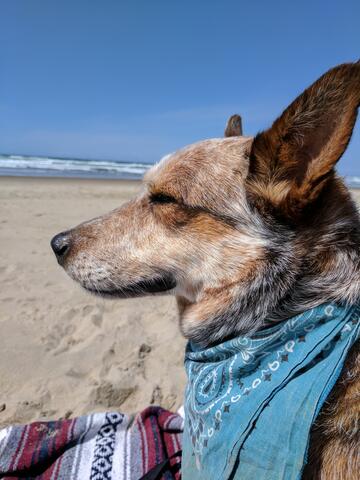 Brown and white dog with a blue bandana sitting on the beach