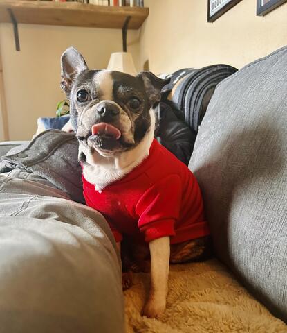 Small dog in a red shirt sitting on a couch