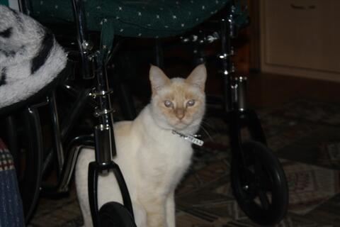 White cat sitting in front of a wheelchair