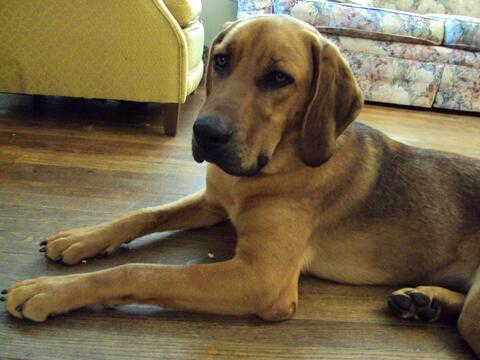 Light brown dog laying on a wood floor