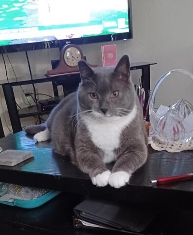Grey and white cat sitting on a table
