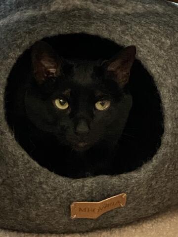 Black cat sitting in their bed