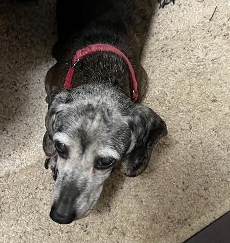 Old greying dog photo taken from above