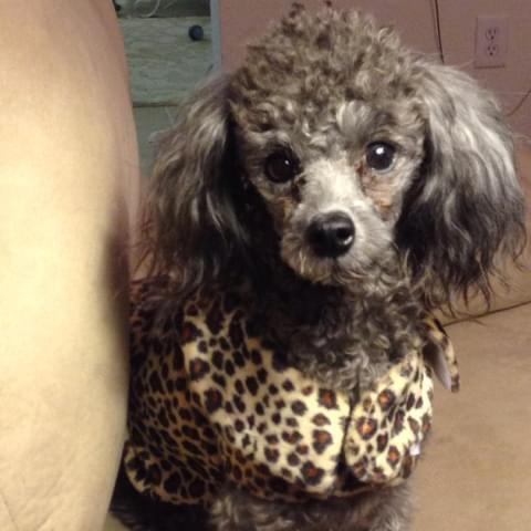 Small brown dog with curly fur wearing a leopard print outfit