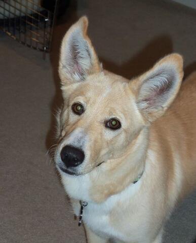 Light brown and white dog looking at the camera