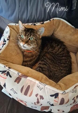 Light brown cat with dark brown stripes laying down in a cat bed 