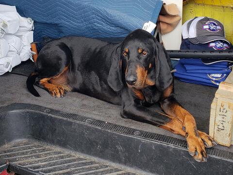 Black and dark brown dog sitting in front of equipment for B-17 Alliance