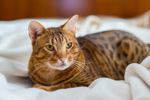 Orange Ocicat with pale yellow eyes laying on a white blanket looking to the right of the camera. 
