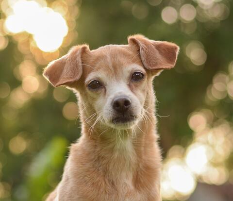 blond dog professional photo