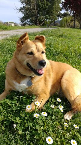 Tan dog with white spot on chest, laying in field.
