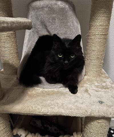 Black cat sitting on a cat tree next to a scratching post