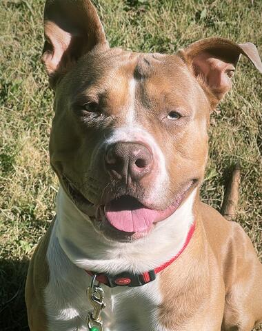 Medium brown dog with white patch across face sitting in the grass outside