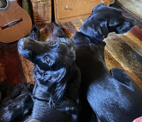 Black dog sitting in front of mirror
