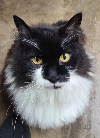 Fluffy black and white cat looking up with big pale yellow eyes. 