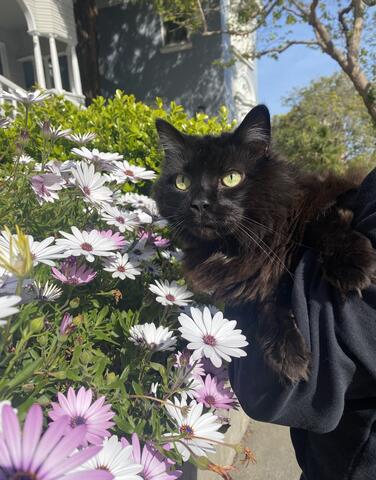 Black cat being held near purple and white flowers outside