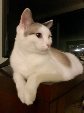Short-haired white cat with grayish-brown coloring along the ears and back sitting in what appears to be a wooden box with front legs hanging off the side, looking to the right. 