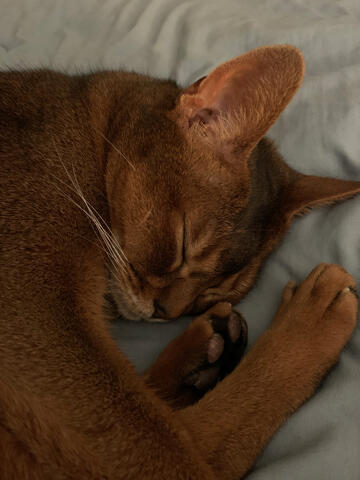 Light brown cat laying on a blanket