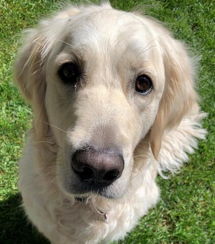 Long haired dog sitting in the grass outside and staring at the camera