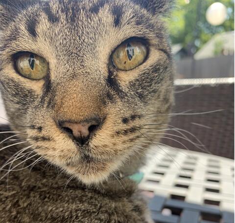 Small brown and black cat sitting next to the camera