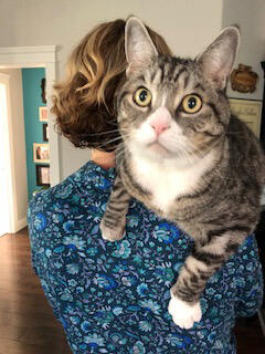 Grey and black cat with white chest being held by their owner.
