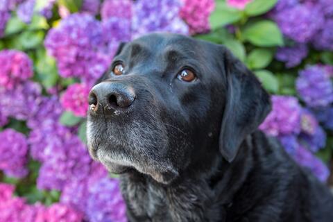 black dog in front of purple flowers