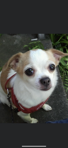 Small dog primarily white in color with light brown coloring on his ears and a red collar looking up at the camera. 