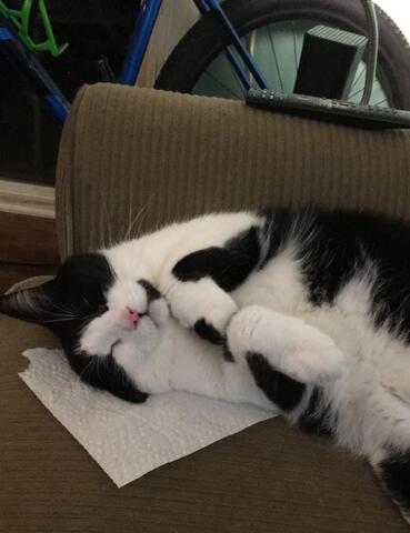 Black and white cat lay on his back asleep.
