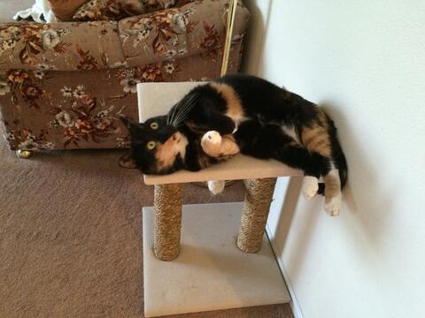 Black and white cat laying on a scratching post