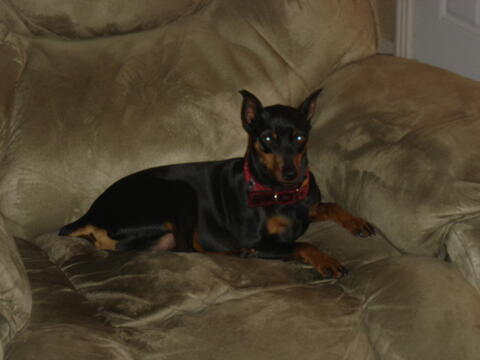 Small black and brown dog, sitting on a comfy chair