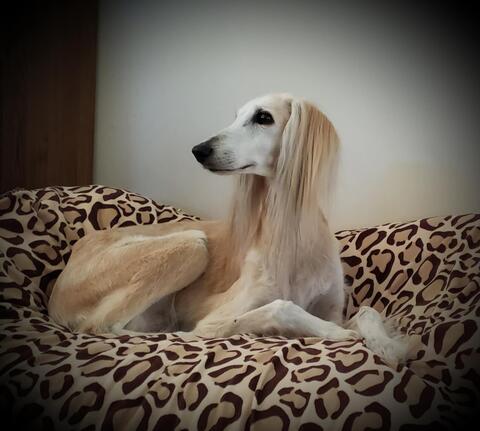 Light brown and white dog with long haired ears laying on a leopard print dog bed