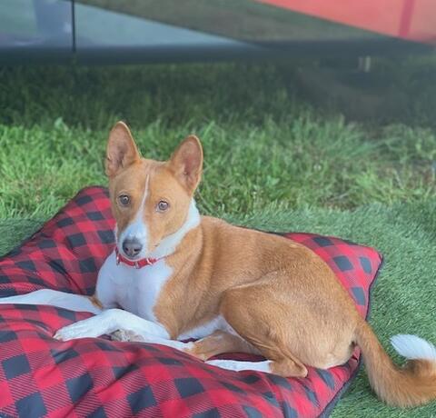 Brown and white dog laying on a checkered blanket in the grass
