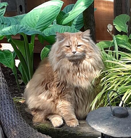Orange cat sitting outside next to plants in the sunlight 